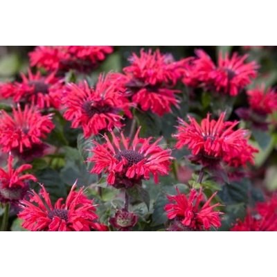 Pysznogłówka 'Bee Happy' Monarda hybrida